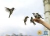 Bày chim sẻ có nhìn tháy nhau - Nguyễn Phong Việt